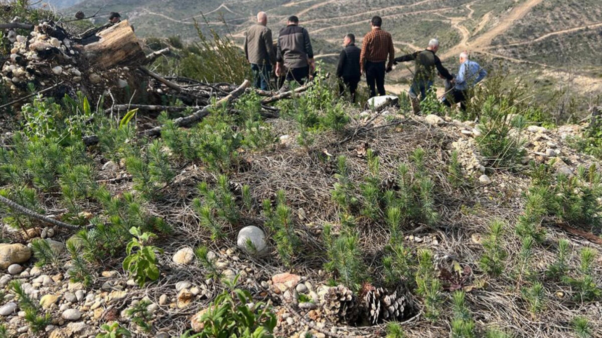 Antalya’da yangının etkilediği yerler yeşeriyor