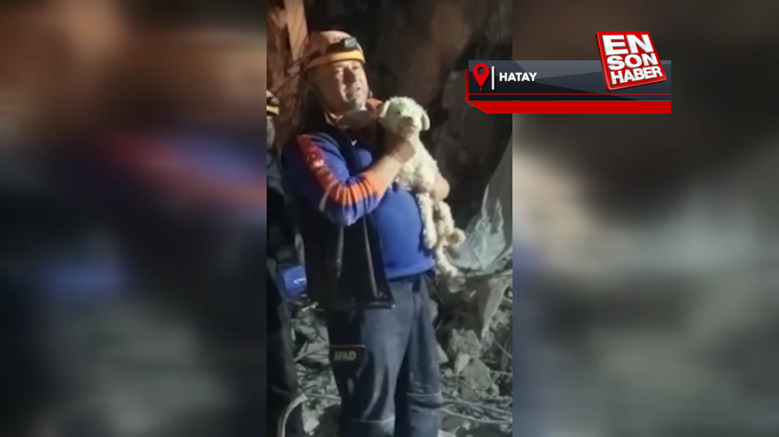 Asrın felaketinin 25. gününde Hatay’da enkazdan bir köpek canlı çıkartıldı