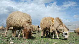 Deprem bölgesindeki tarım sektörüne yönelik yeni tedbirler