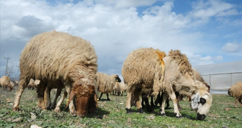 Deprem bölgesindeki tarım sektörüne yönelik yeni tedbirler