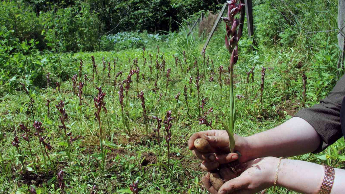 Giresun’da maviyemiş ve salep üretimine hibe desteği veriliyor