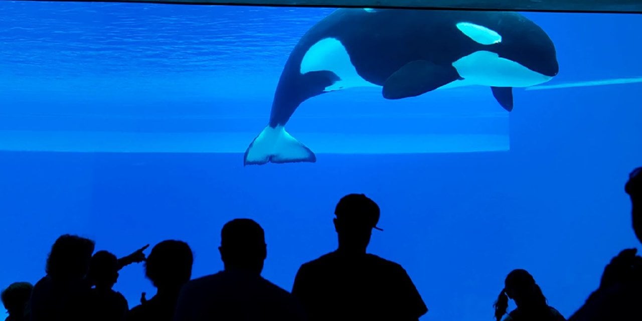 Hangimiz katil? Dünyanın en yalnız balinası Kiska 47 yaşında hayatını kaybetti