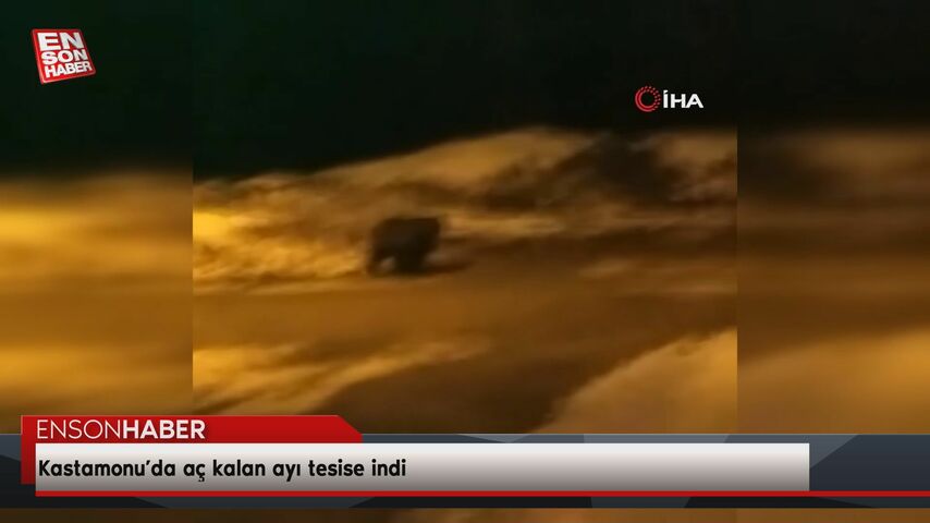 Kastamonu’da aç kalan ayı tesise indi