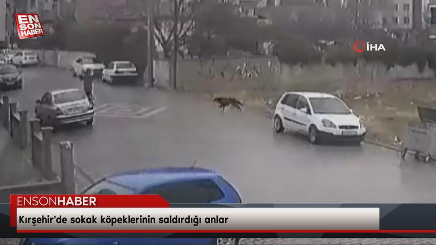 Kırşehir’de sokak köpeklerinin saldırdığı anlar