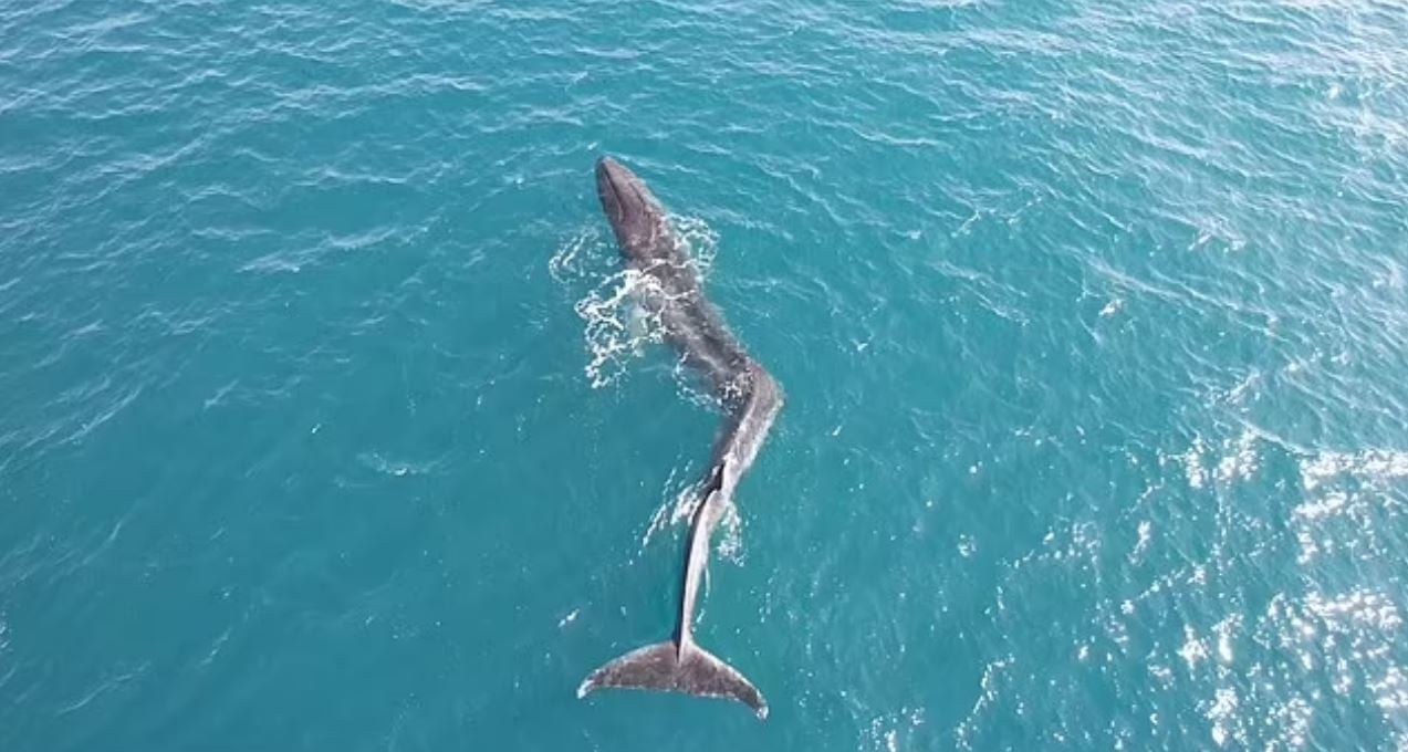 Skolyozlu balinanın gözyaşartan anları