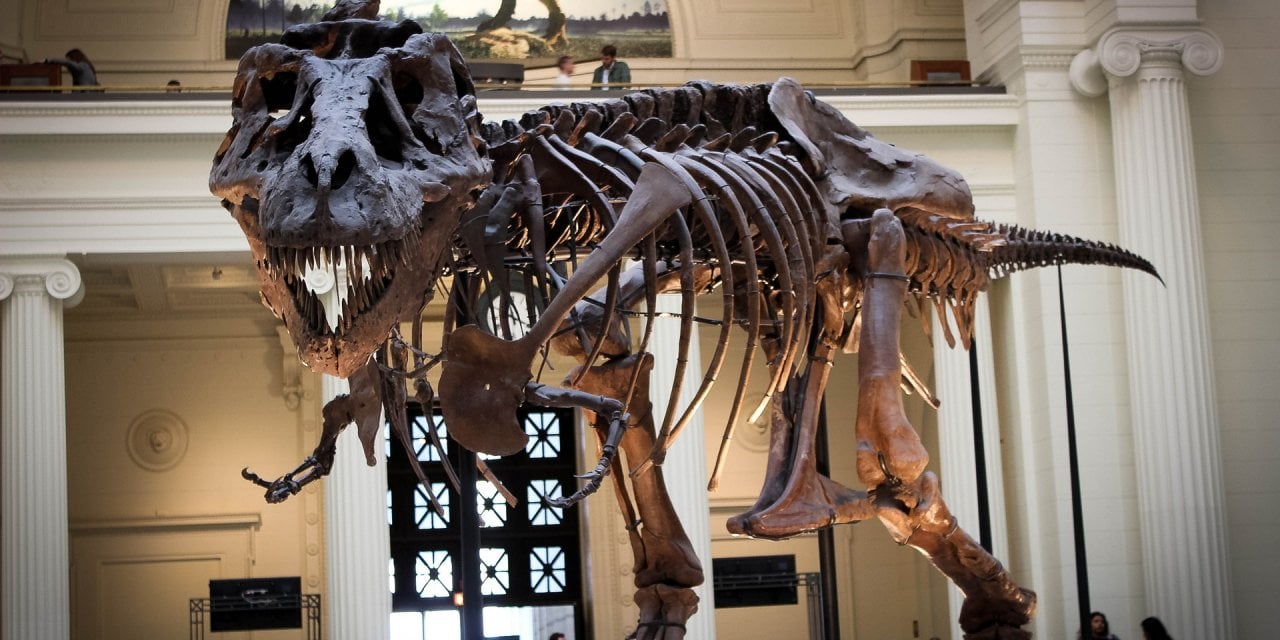 67 milyon yaşındaki dinozor iskeleti rekor fiyata satıldı