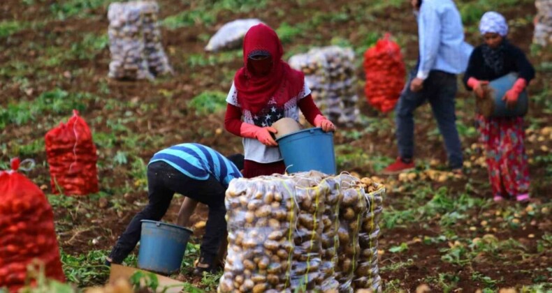 Adana’da erkenci patates hasadı başladı! Fiyatların düşmesi bekleniyor