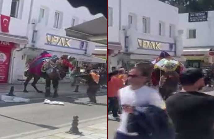 Bodrum’da araçlardan korkan deve, ortalığı birbirine kattı