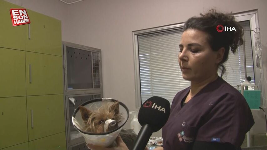 Eskişehir’de pitbull saldırısına uğrayan Terrier cinsi köpek