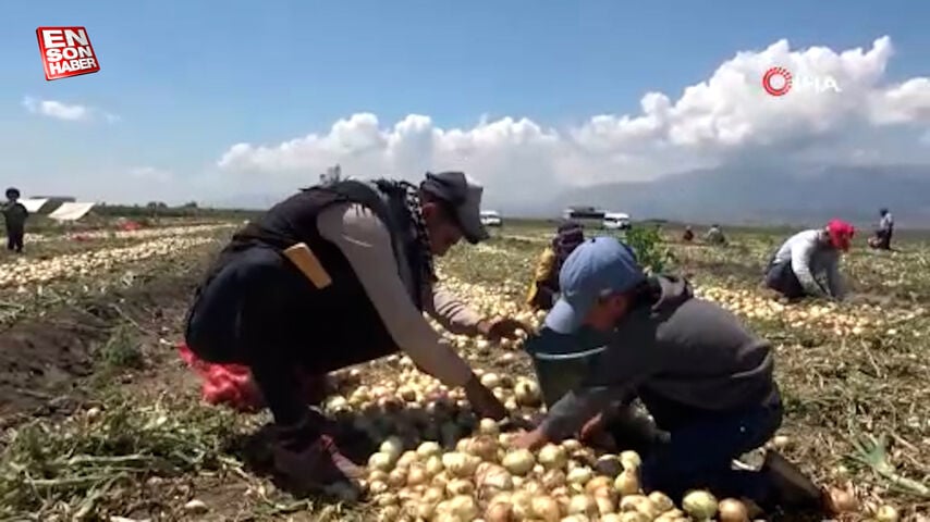 Hatay’da soğan tarlada 9-10 lira seviyesine düştü