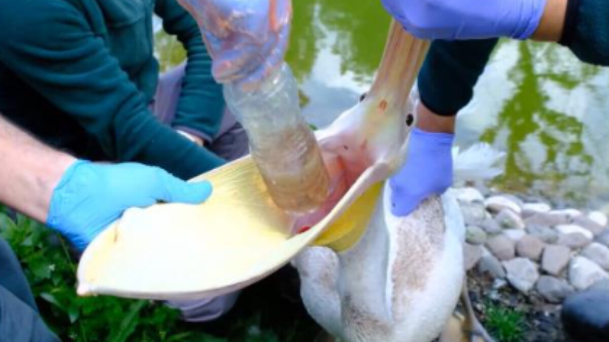 Kocaeli Ormanya’da bulunan bir pelikanın midesinden pet şişe çıktı