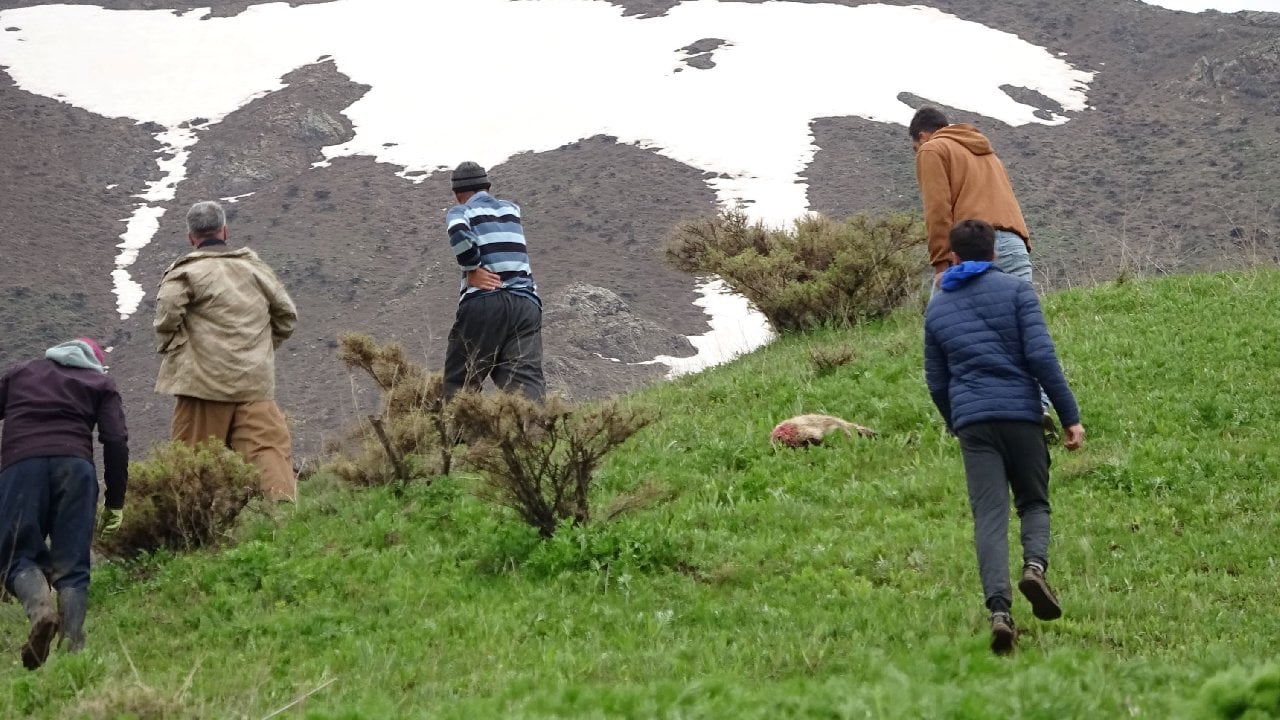 Merada Kurtlar Sürüye Saldırdı: 50 Koyun Öldü