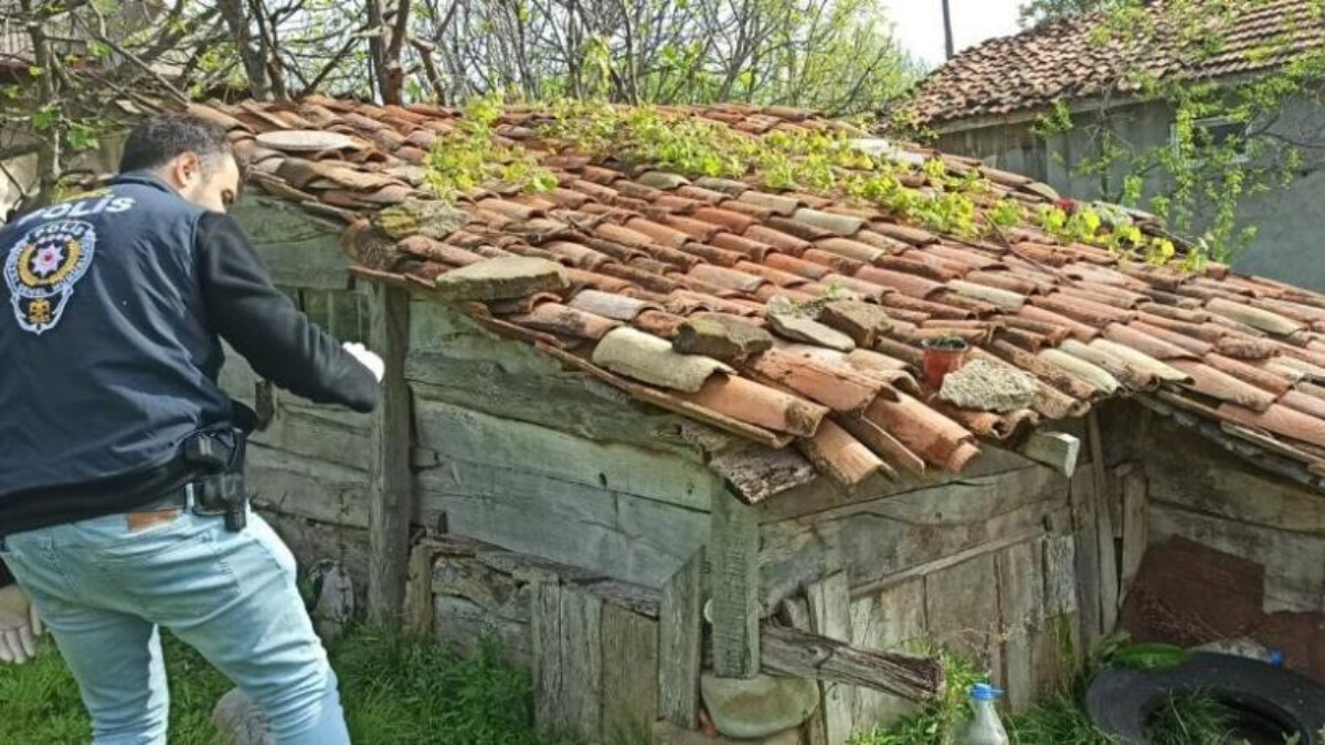 Sinop’ta bahçesindeki saksılarda kenevir yetiştiren şüpheli tutuklandı