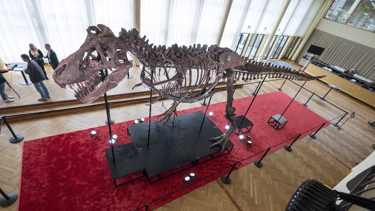 T-Rex cinsi dinozor iskeleti 6,2 milyon dolara satıldı