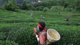 THY’nin ikram menüsündeki çay artık “Rize çayı” adıyla sunulacak