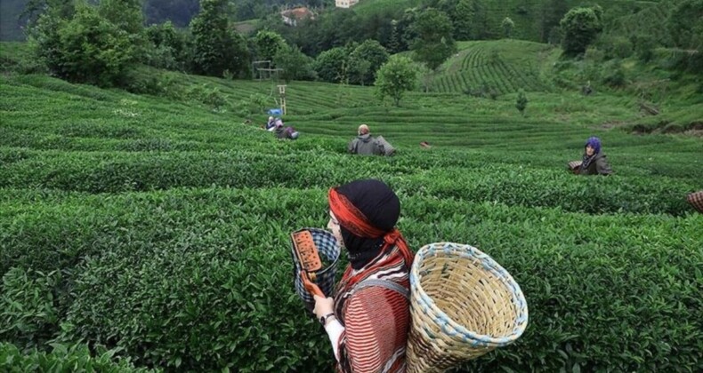 THY’nin ikram menüsündeki çay artık “Rize çayı” adıyla sunulacak