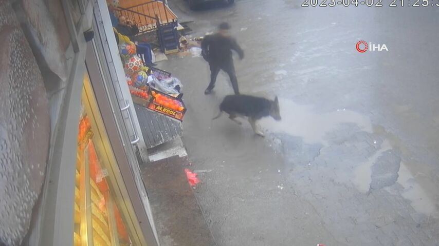 Zonguldak’ta sokak köpeğinin çocuğa saldırma anı