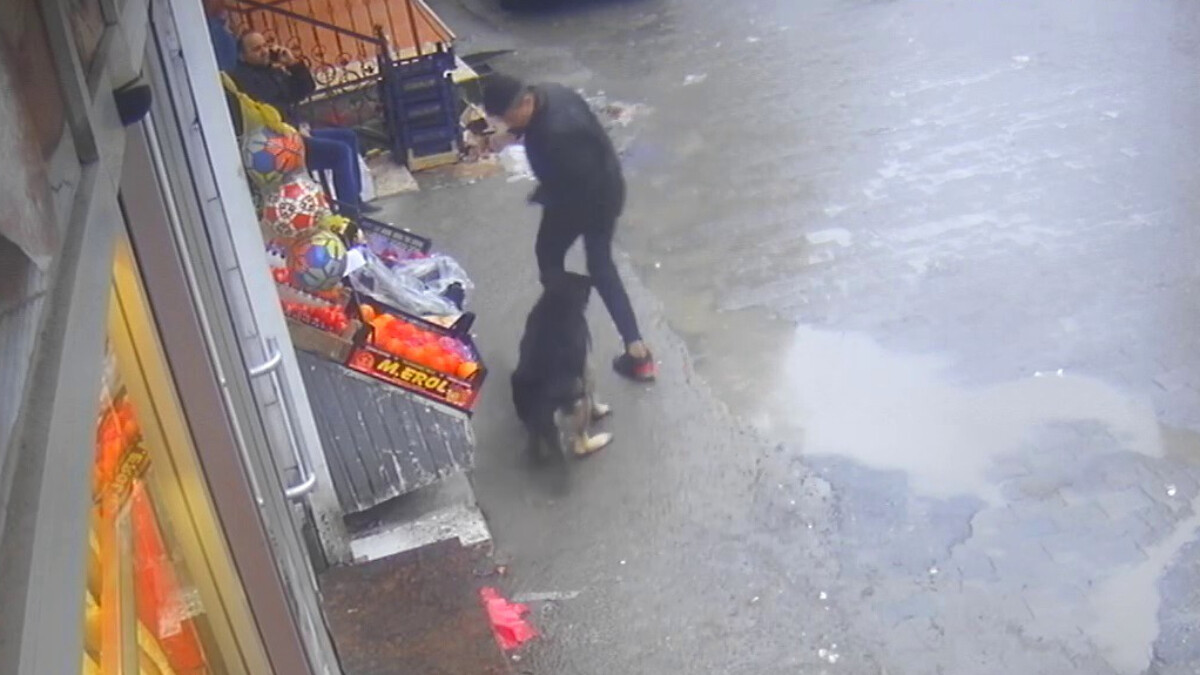 Zonguldak’ta sokak köpeğinin çocuğa saldırma anı