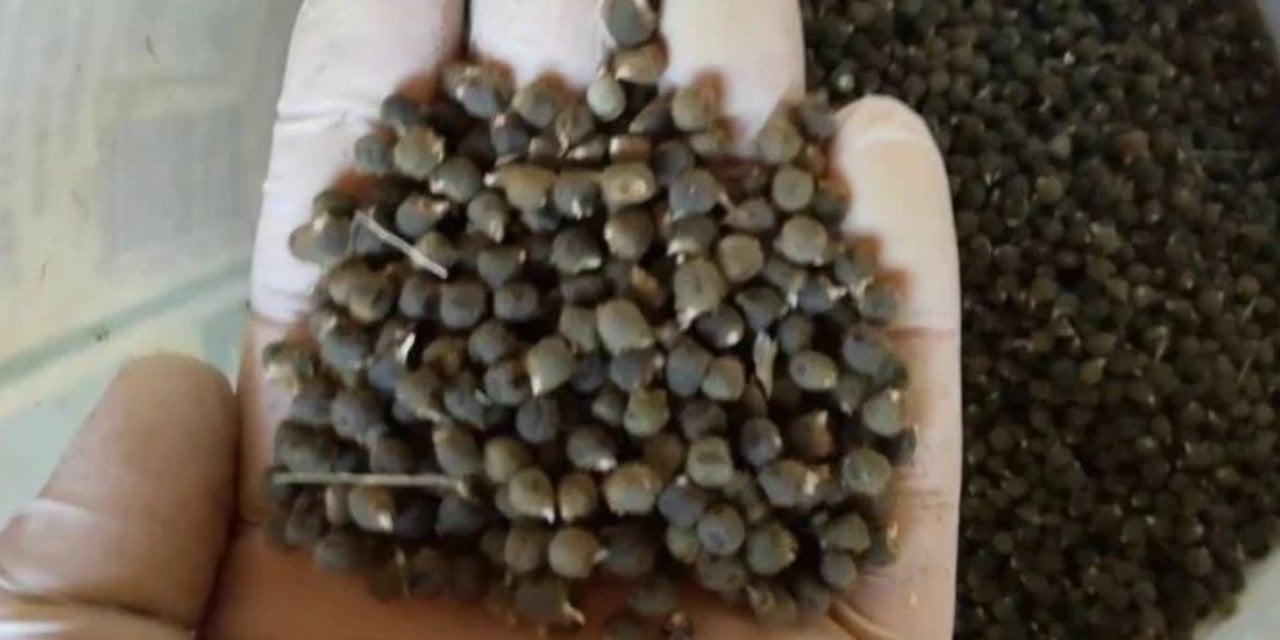 1 tutam tüketmek bile ağrı kesici görevi görüyormuş! İşte doğal ağrı kesici…