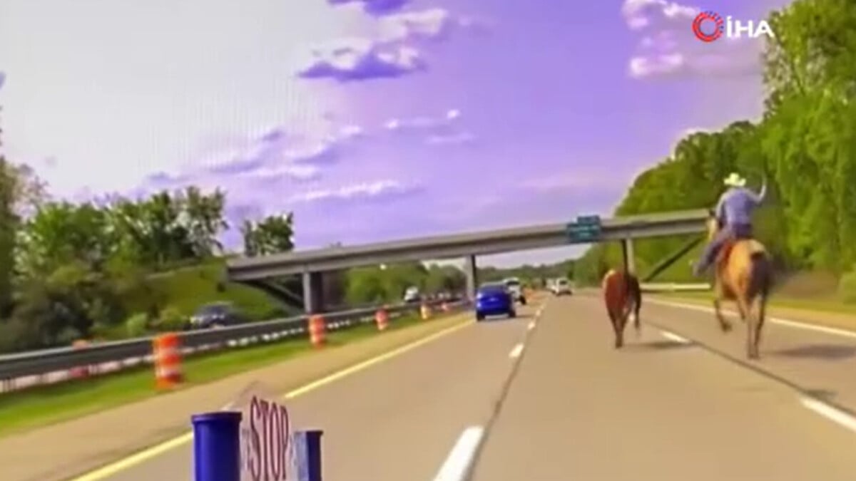 ABD’de bir kovboyun çiftlikten kaçan ineği kovaladığı anlar