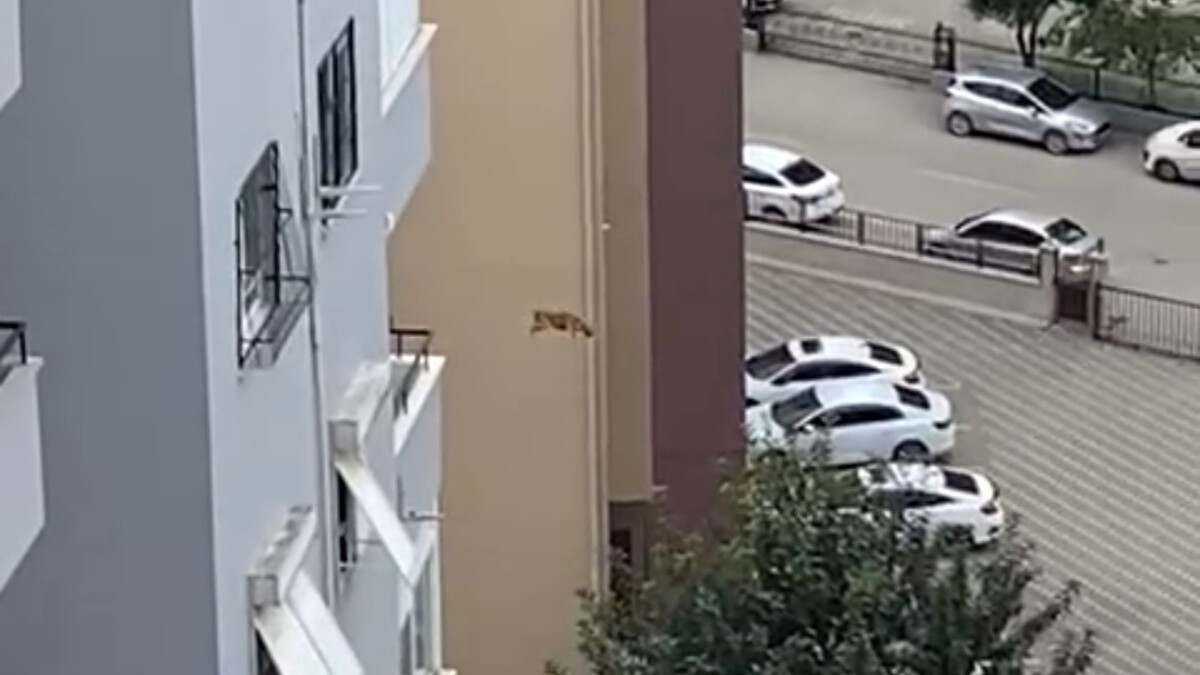 Adana’da hasarlı binadaki kedi 14. kattan atladı