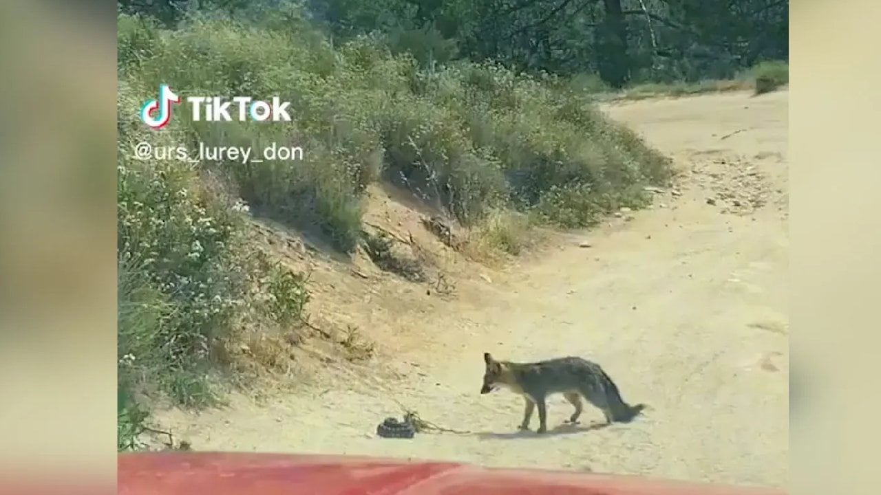 Arazide karşı karşıya geldiler; tilkinin yılana saldırdığı anlar kamerada