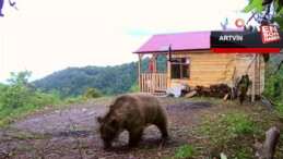 Artvin’de bağ evinin kapısını boz ayı zorladı