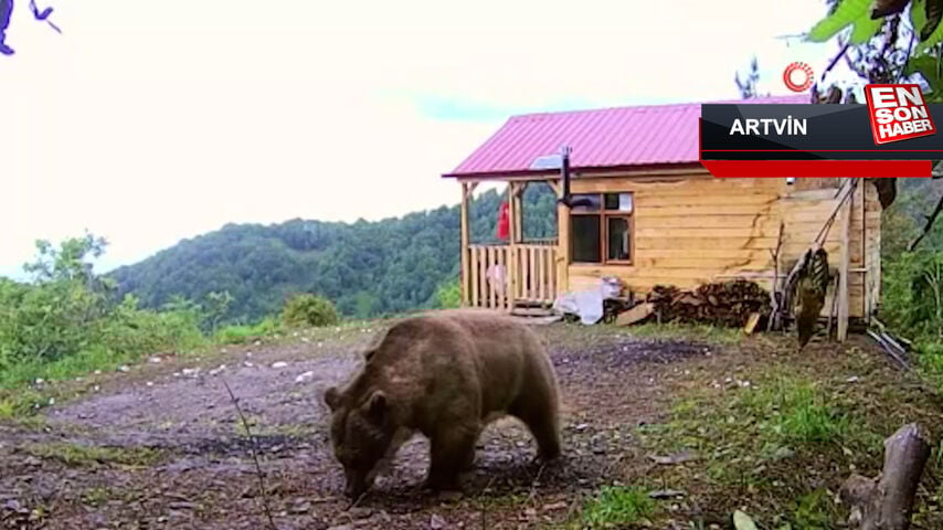 Artvin’de bağ evinin kapısını boz ayı zorladı