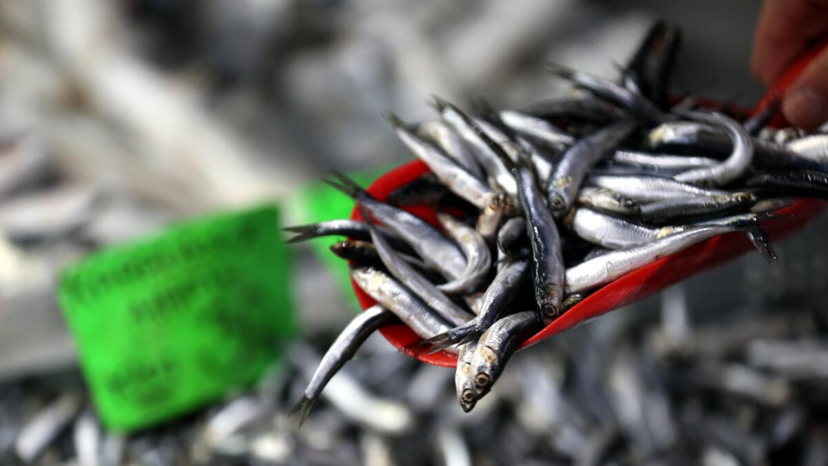 Av yasağı tezgahlardaki balık fiyatlarını yükseltti