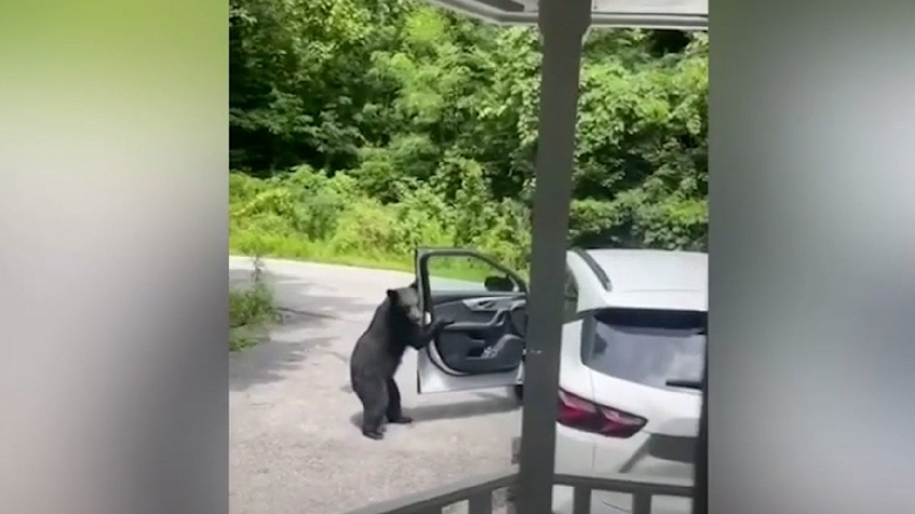 Ayı kameraya takıldı, direksiyon başına geçti; şekerlemeleri alıp böyle kaçtı