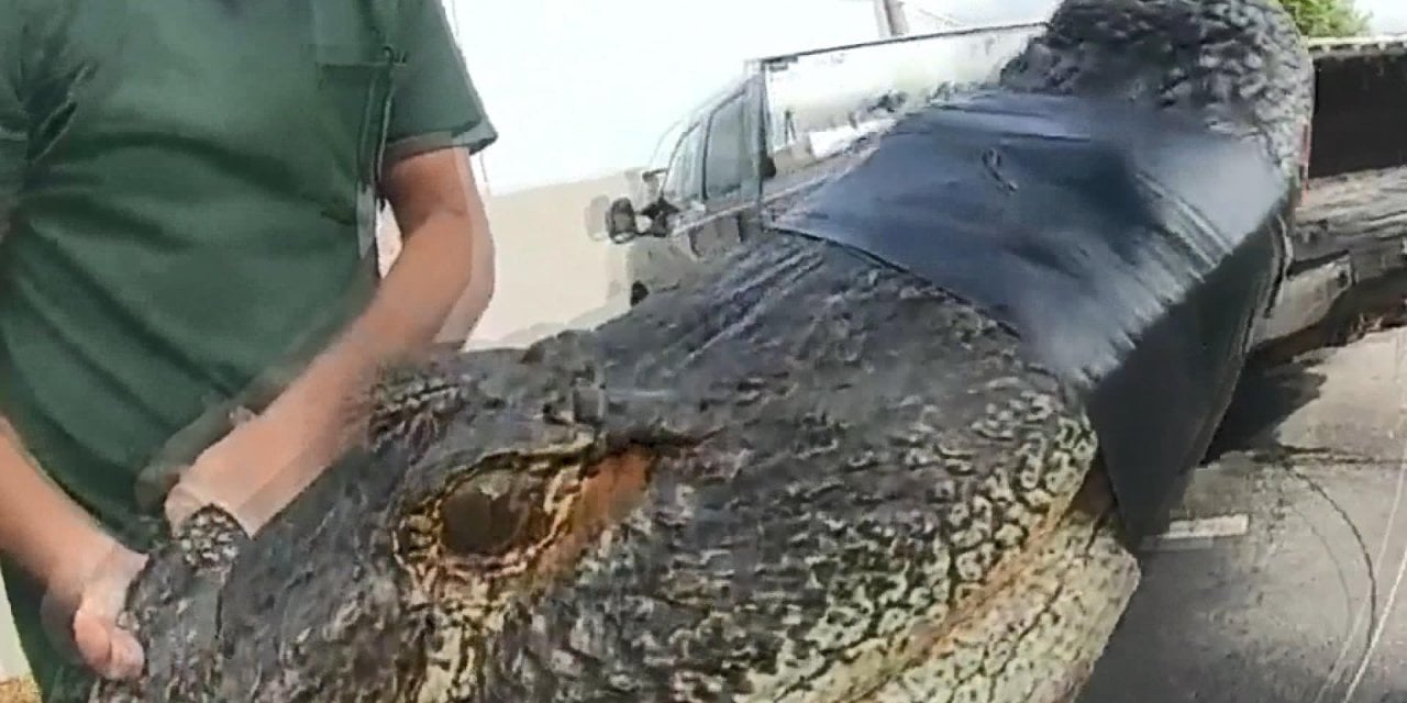 Çığlıkları duydular…Timsahın karnından çıkanlar dehşete düşürdü: Öyle şeyler çıktı ki…