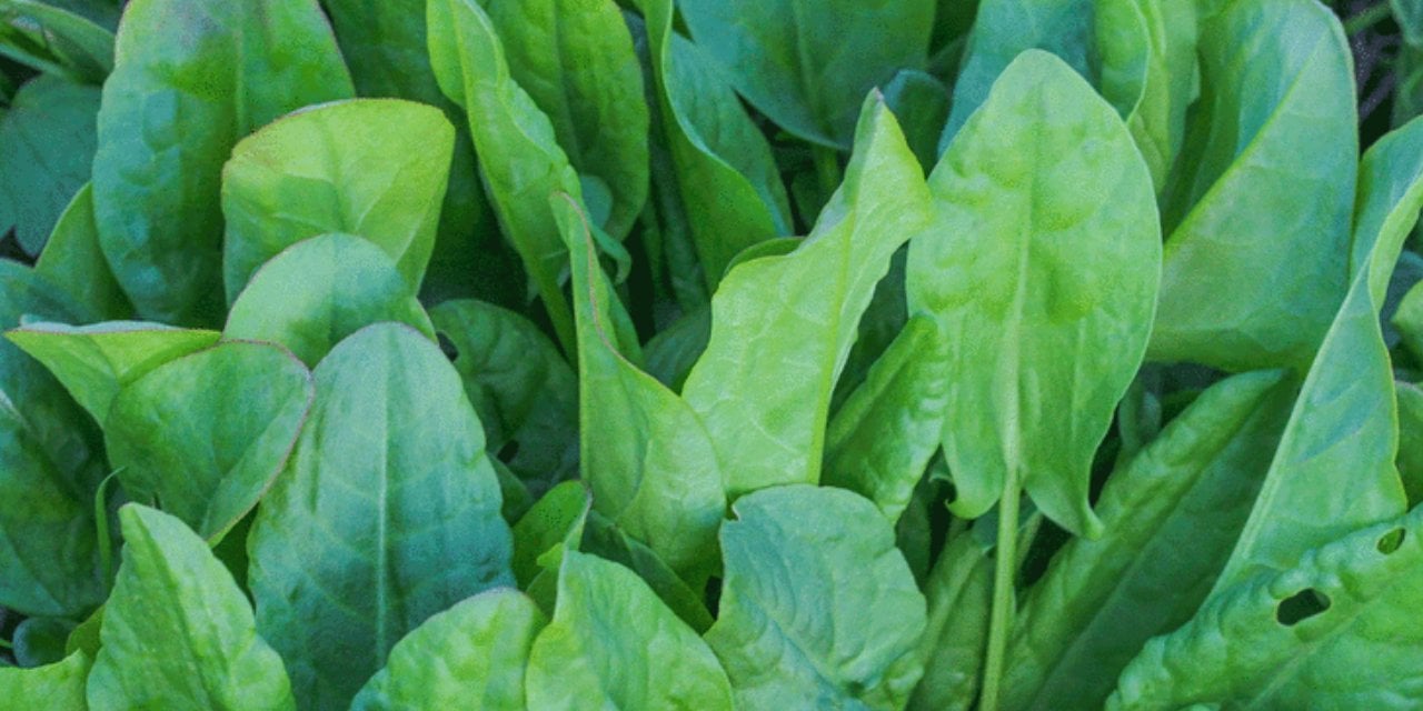 Doğadaki en güçlü mikrop öldürücü: Cildinizdeki ölü hücreleri atıp, bebek gibi yapıyor!