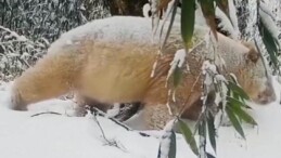 Dünyanın Tek Albino Pandası Görüntülendi