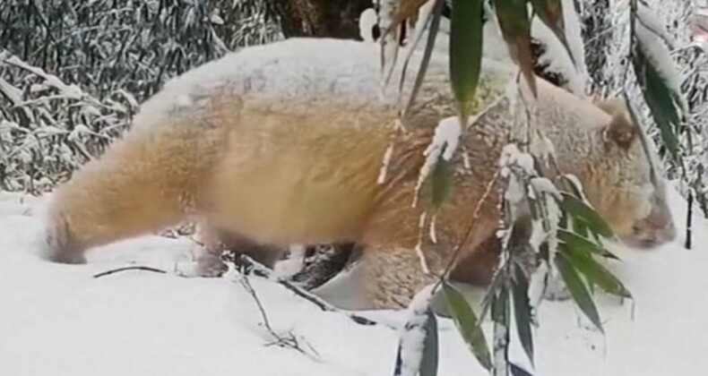 Dünyanın Tek Albino Pandası Görüntülendi