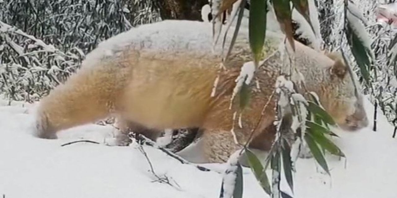 Dünyanın Tek Albino Pandası Görüntülendi