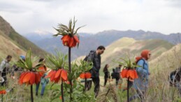 Hakkari Dağlarındaki Ters Lalelere Ziyaretçi Akını