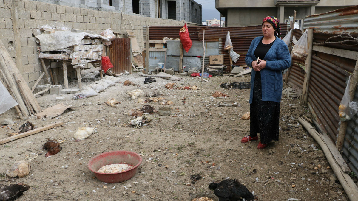 Hakkari’de sokak köpekleri kümes hayvanlarını öldürdü