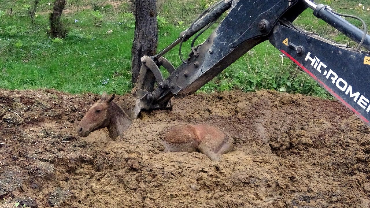 Hayvan Gübresi Yığınına Saplanan At Kurtarıldı