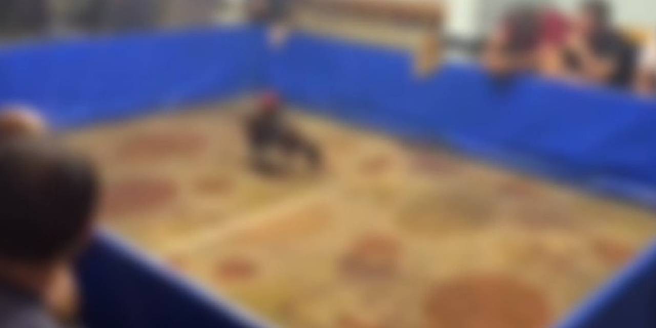 Horozları Koruma Derneğinde Horoz Dövüştürdüler