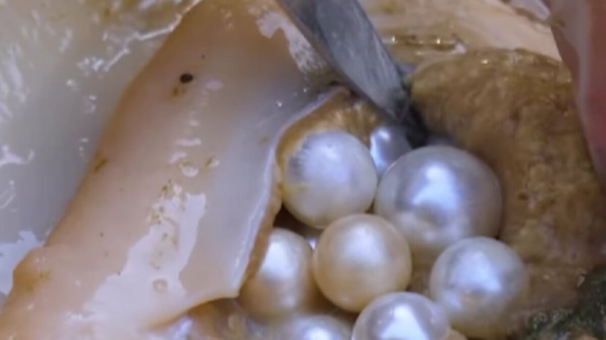 İçiniz kamaşacak! Çin’de dev midyelerden çıkan inciler şoke etti!