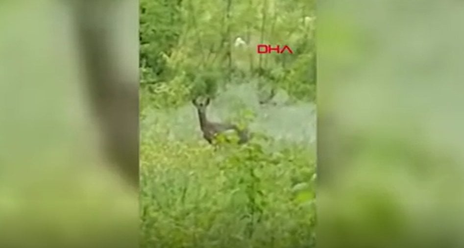 İki yavru doğuran geyiği korumaya aldılar