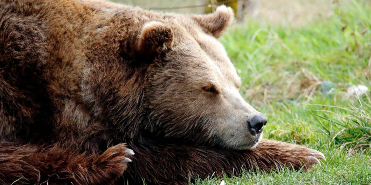 İnsanlar da Kış Uykusuna Yatabilecek… Bilim İnsanları Bu Teknolojiyi Üretmeyi Başardı