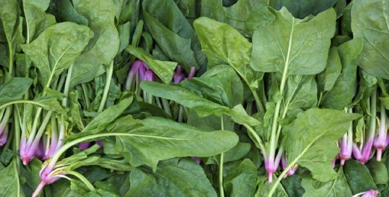 Ispanak böyle görünüyorsa yanına bile yaklaşmayın