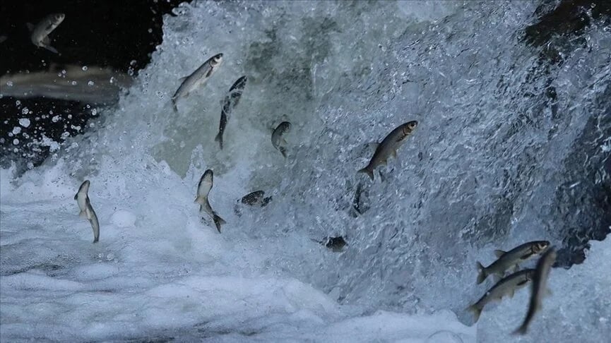 Kaçak avlanan 12 ton inci kefali ele geçirildi