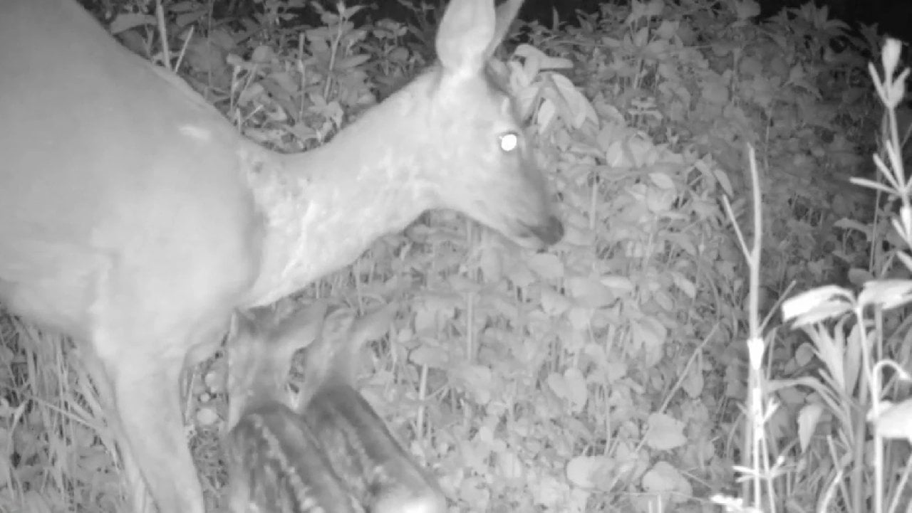 Karaca yavruları, annelerine kavuştu