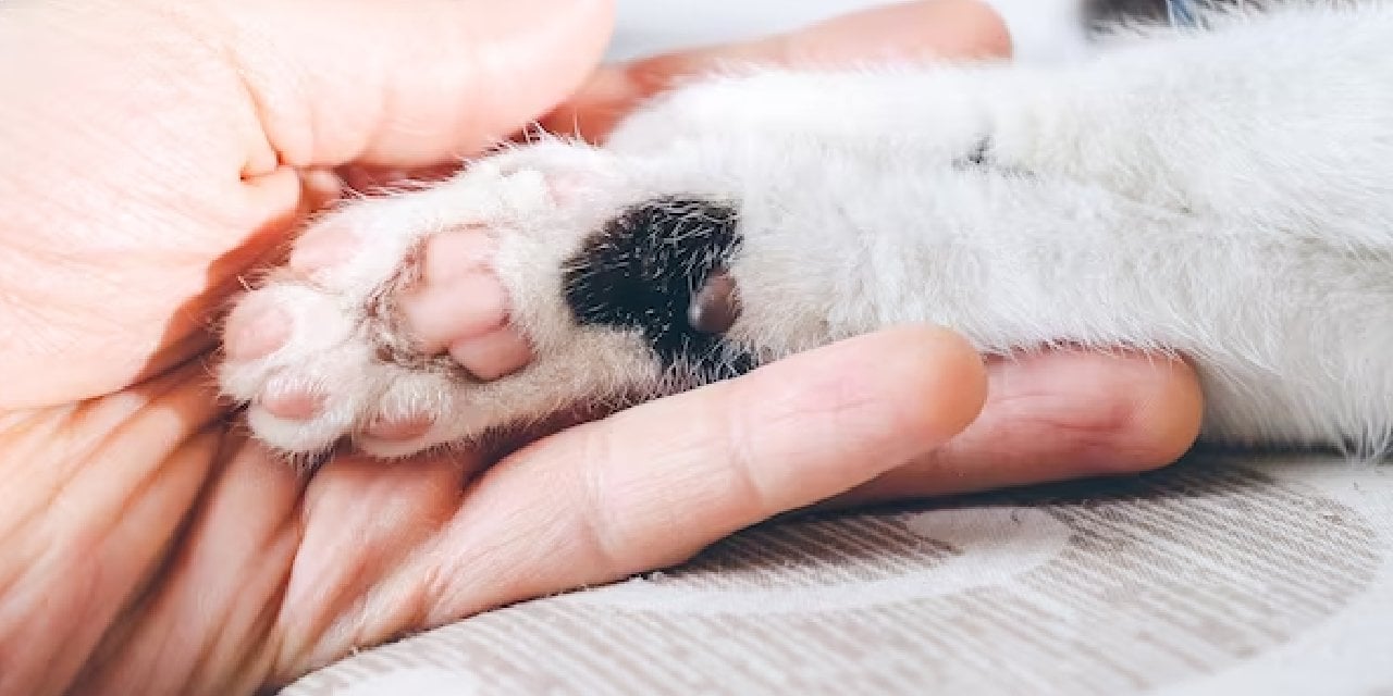 Kedili bir evi temiz tutmak hiç de imkânsız değildir. İşte size evinizi temiz  tutmak için işe yarayacak birkaç öneri…