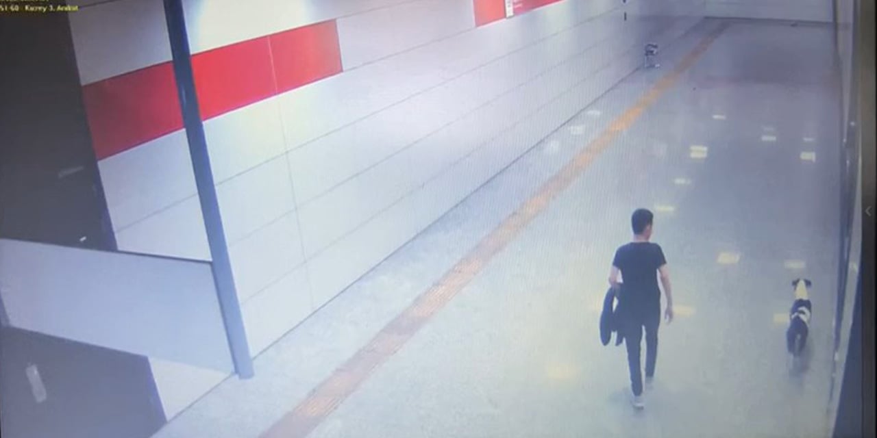 Kediyi köpeğe öldürten şahsa ‘hayvan konulu kitap okuma’ cezası