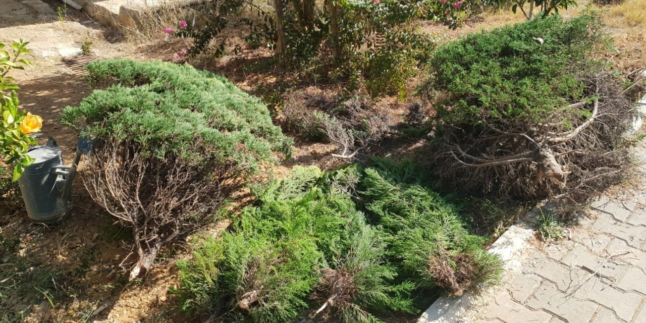 Komşusunun 6 Ağacını Kesti! 6 Yıl Hapsi İstendi