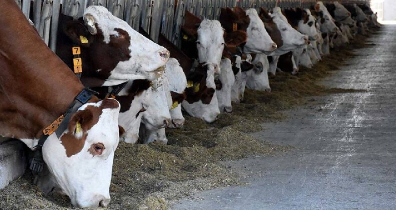 Kurban bayramı ne zaman? Kurban bayramı tatili kaç gün?