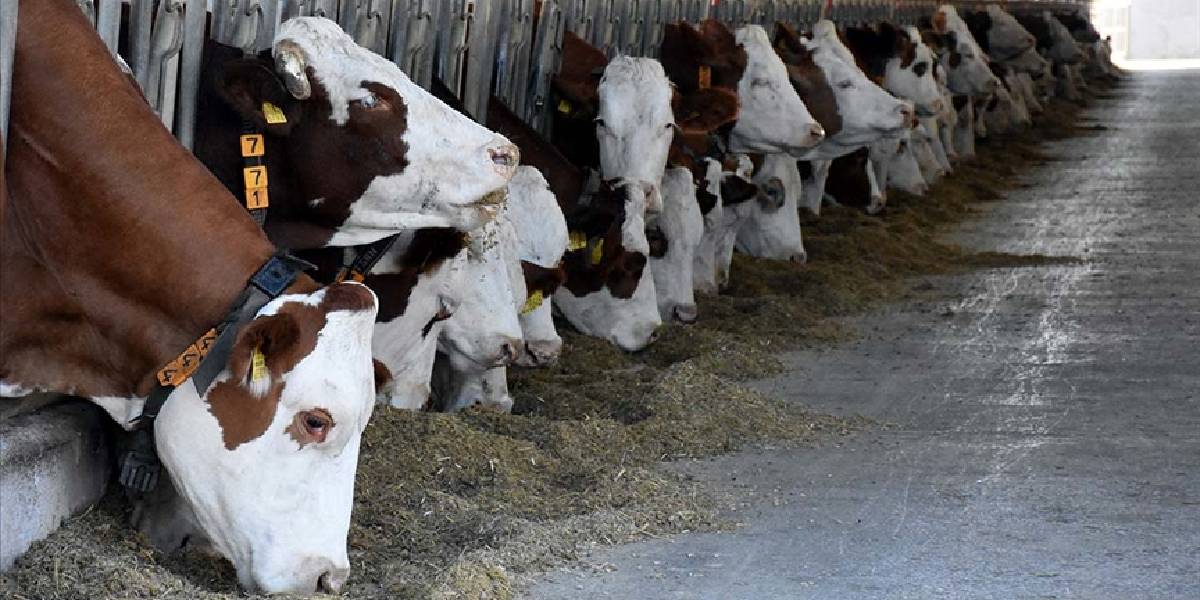 Kurban bayramı ne zaman? Kurban bayramı tatili kaç gün?